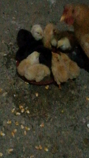 小鸡宝宝