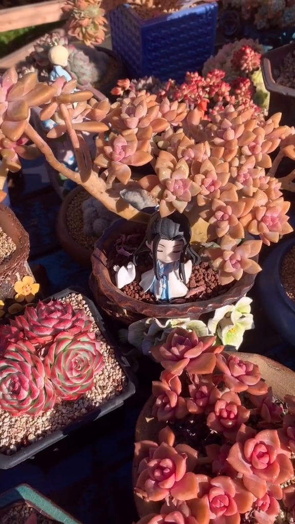 #有一种可爱叫多肉!#一直喜欢多肉植物,喜欢那种自然且淡雅到极致的美。