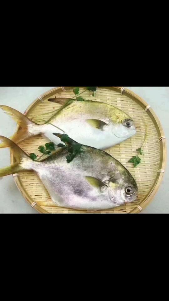 金鲳鱼肉多鱼刺极少!推荐!蛋饺沙卢虾枣
