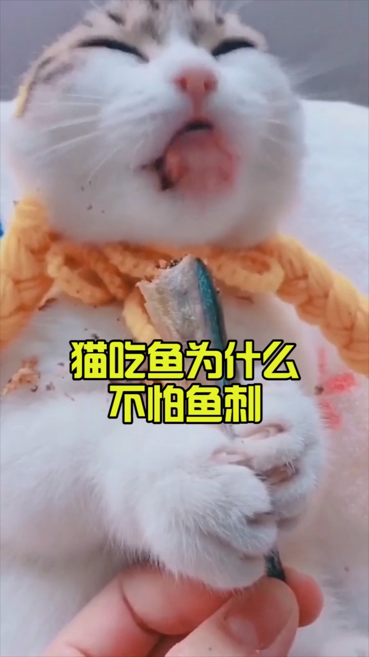 猫吃鱼为什么不怕鱼刺