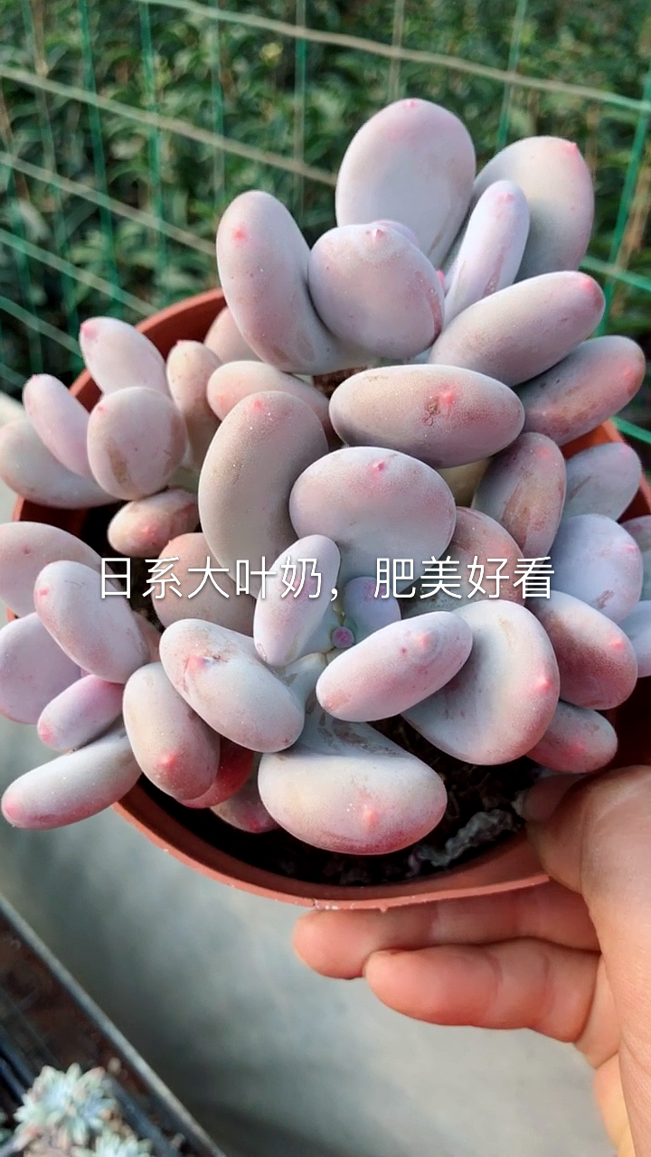 日系大叶奶,肥美好看