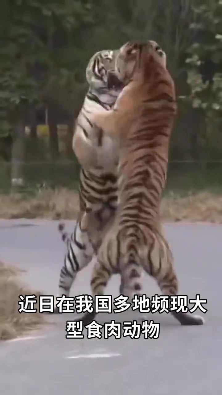 在我国多地频现大型食肉动物这究竟意味着什么呢?