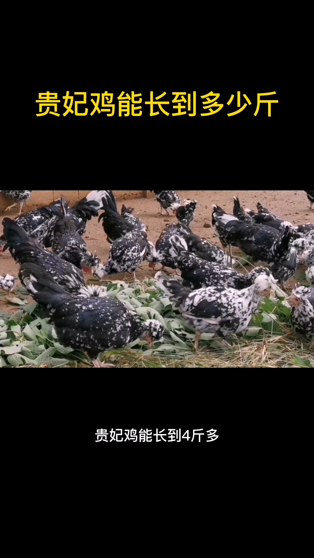 贵妃鸡能长到多少斤 