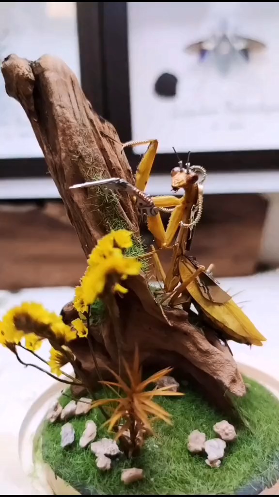 #室内设计#这是谁家的黄花大螳螂?长得真俊~#昆虫标本 #蒸汽朋克