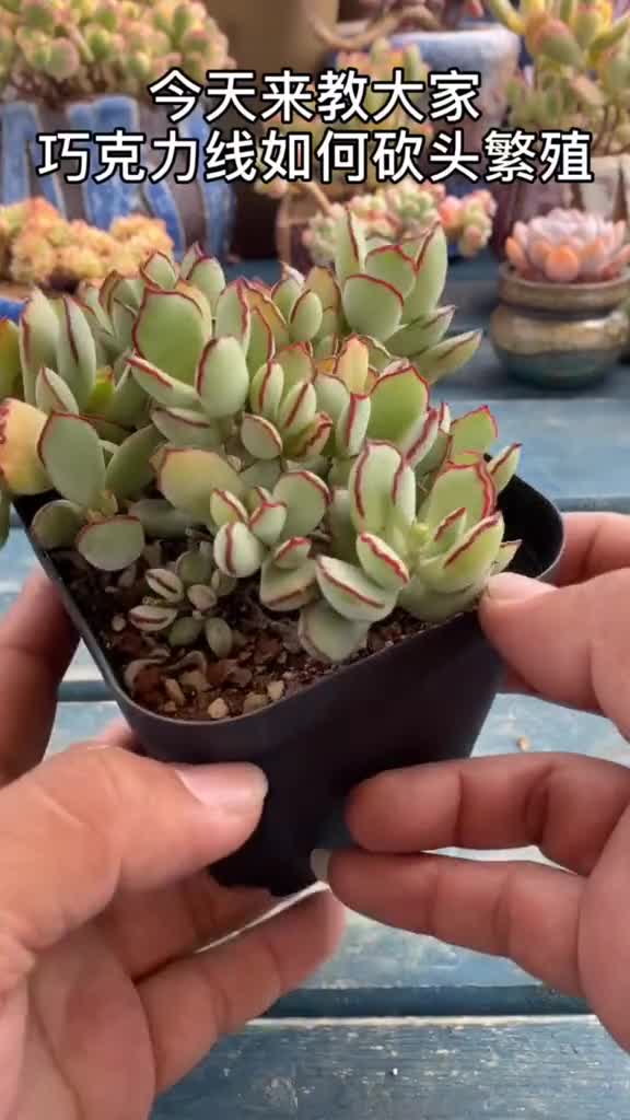 多肉,,多肉植物,,多肉养护,教你巧克力线如何砍头繁殖
