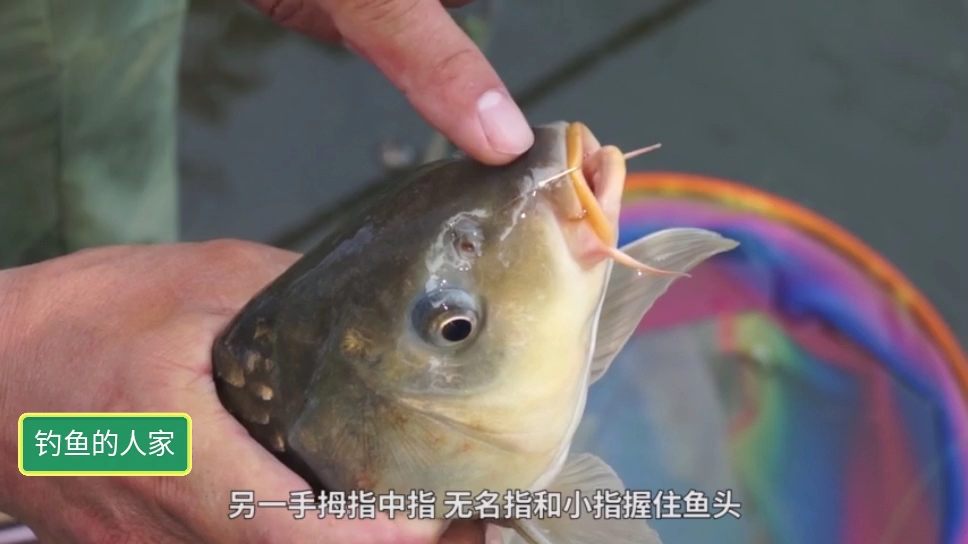 握住鱼头取钩,绷紧钓线摘下鱼钩,这样可以减少钓鱼损耗费用