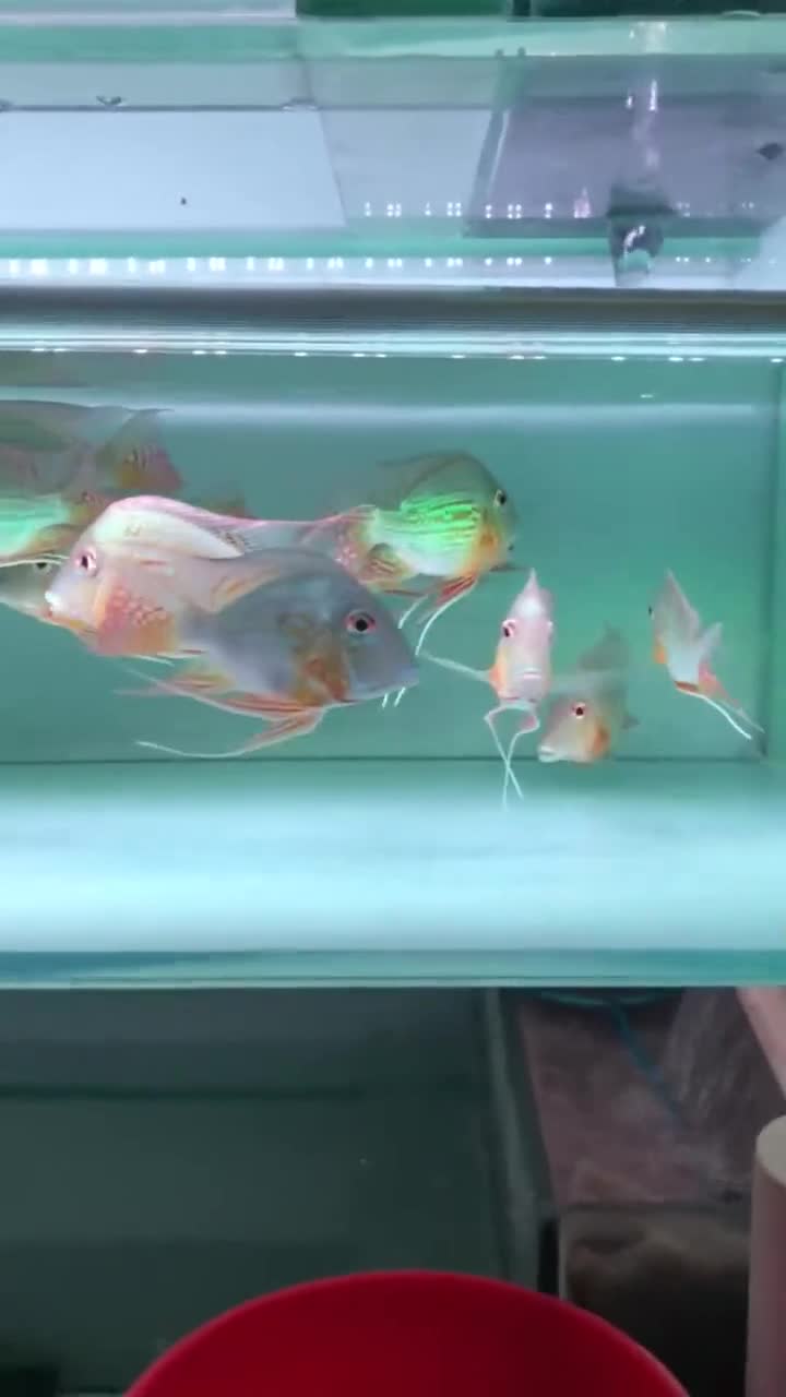 龙鱼的最佳搭档之一,喜欢混养的鱼友,一定要了解一下