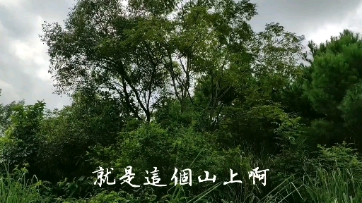 寻得一手白鹤风水地,案山漂亮,发女富,明堂养鱼种菜(三)