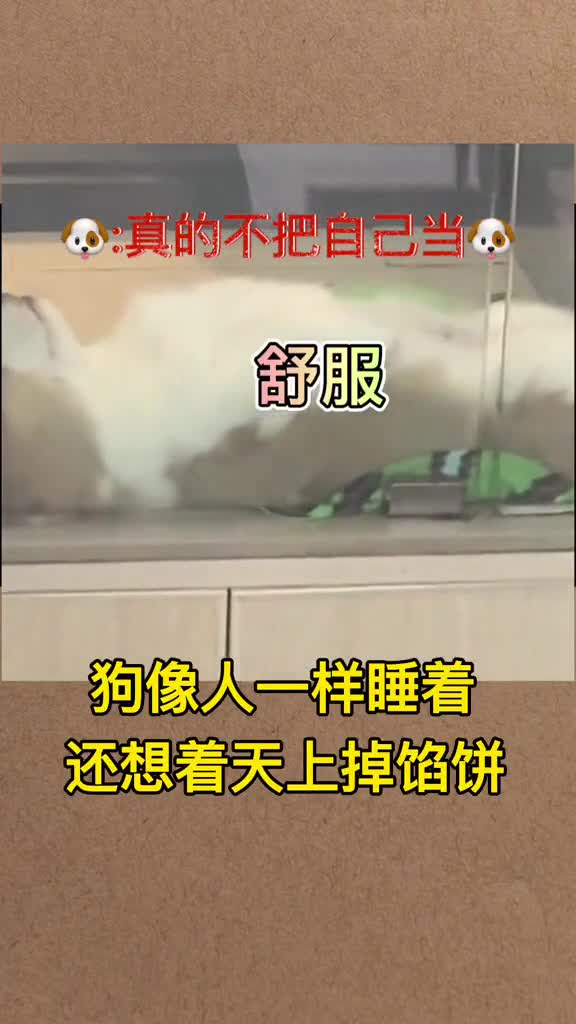 你说你一条狗,怎么就想着天下掉馅饼呢?真的来了,烫不?#猫咪捉鱼#沙雕动物#搞笑