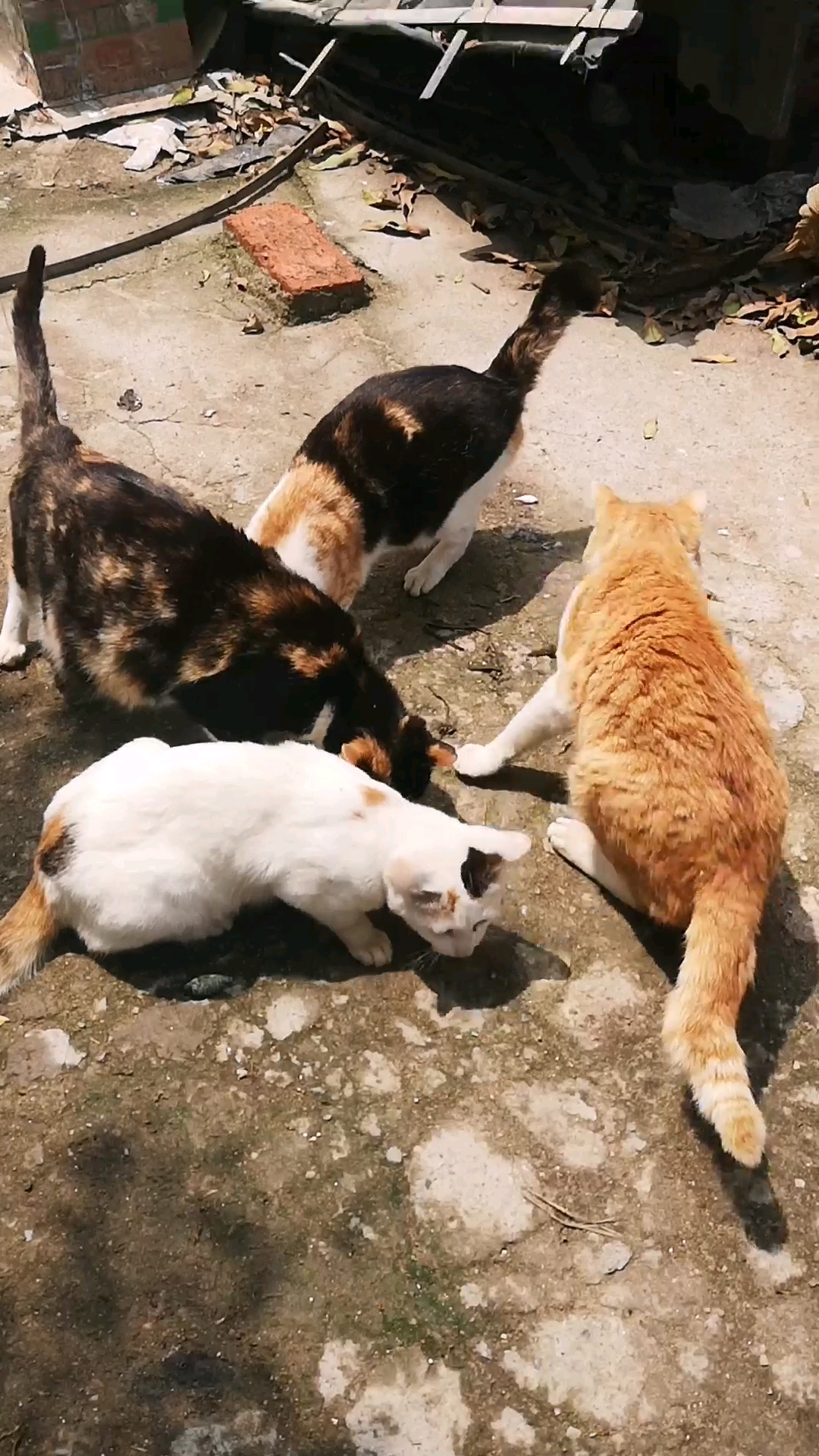 猫咪吃小鱼喽