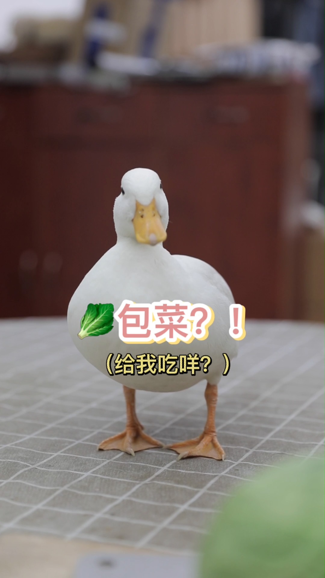 #柯尔鸭#这是大强和阿酱相处的第三天,大强依然想挑战吃鸭,但没有想到这鸭子智商这么高...