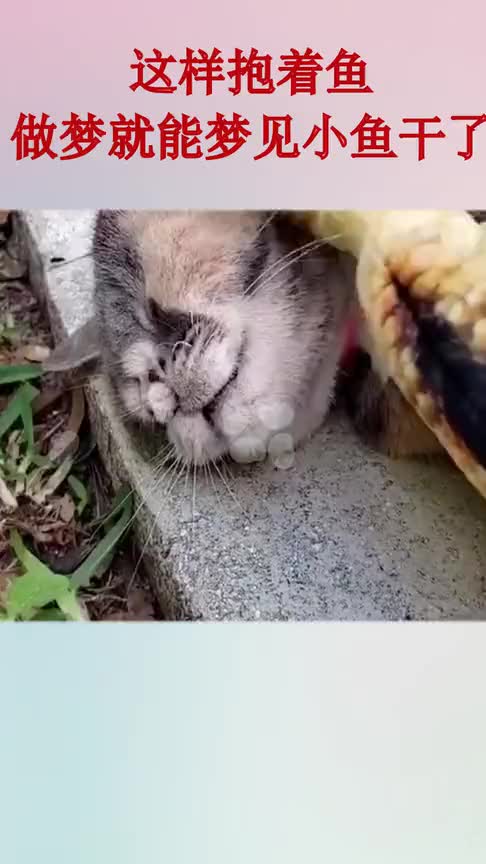 看得出来,猫咪是心甘情愿被鱼“扇巴掌”的!