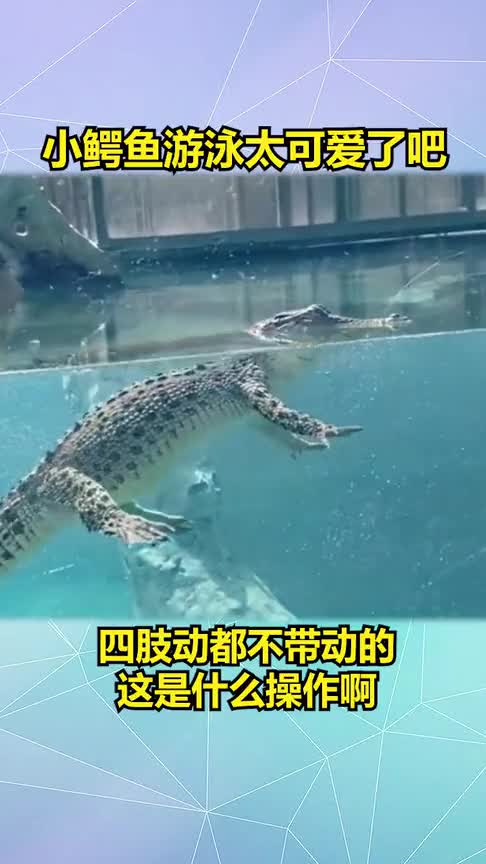 小鳄鱼游泳太可爱了吧,四肢动都不带动的,这是什么操作