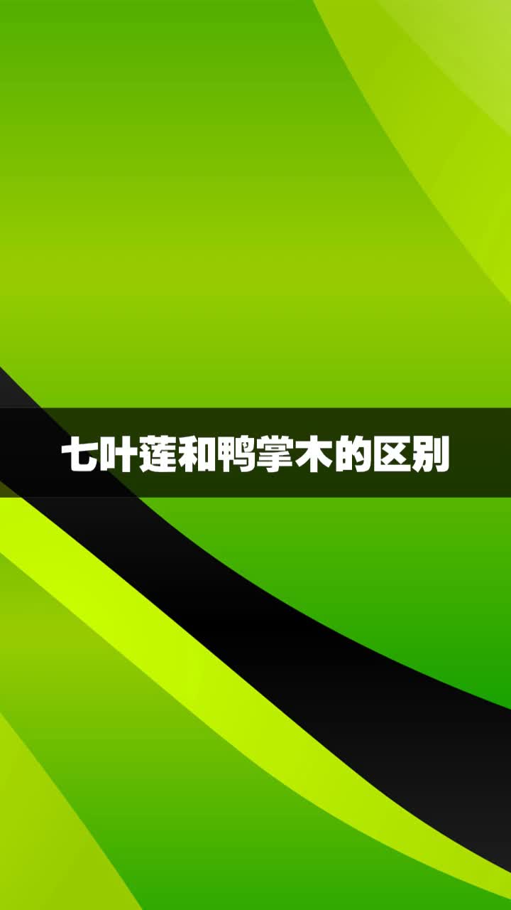 七叶莲和鸭掌木的区别