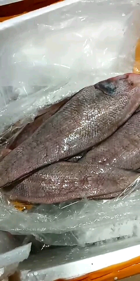 看视频认海鲜:野生龙利鱼。别称:牛舌头、子板鱼、舌头鱼。