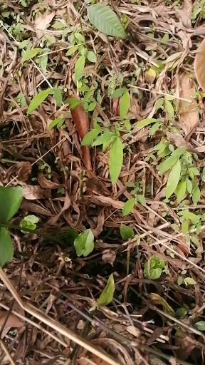 #民间艺术#关注清莲了解更多草药