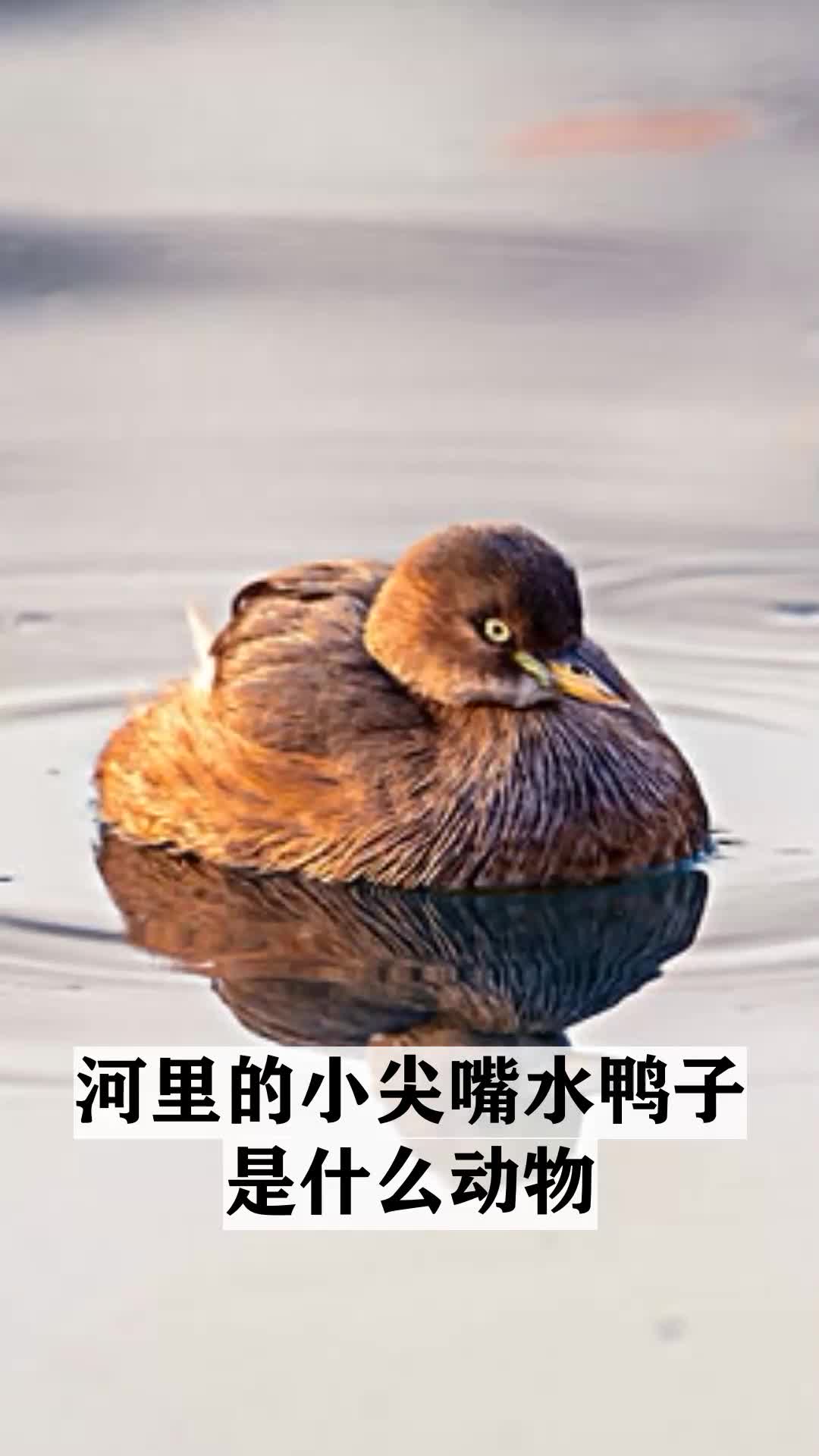 科普动物小知识,河里的小尖嘴水鸭子是什么动物