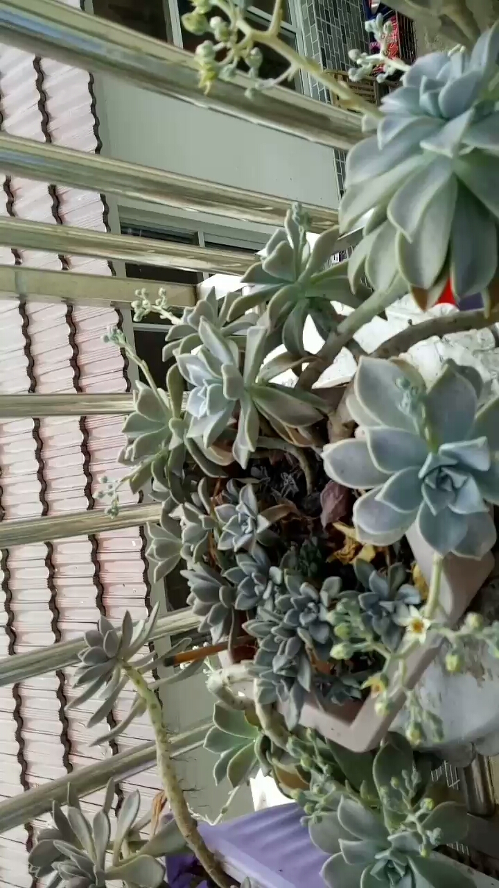 冬美人开花了