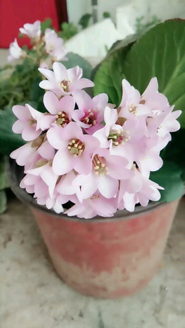 腊梅花