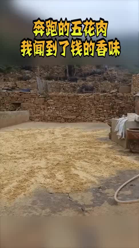 奔跑的五花肉,我闻到了钱的香味,这也太壮观了!