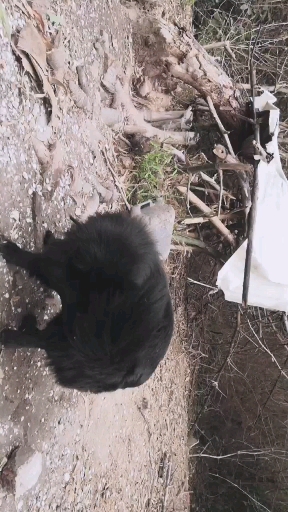 #快要憋疯的你#这什么品种,都养不大