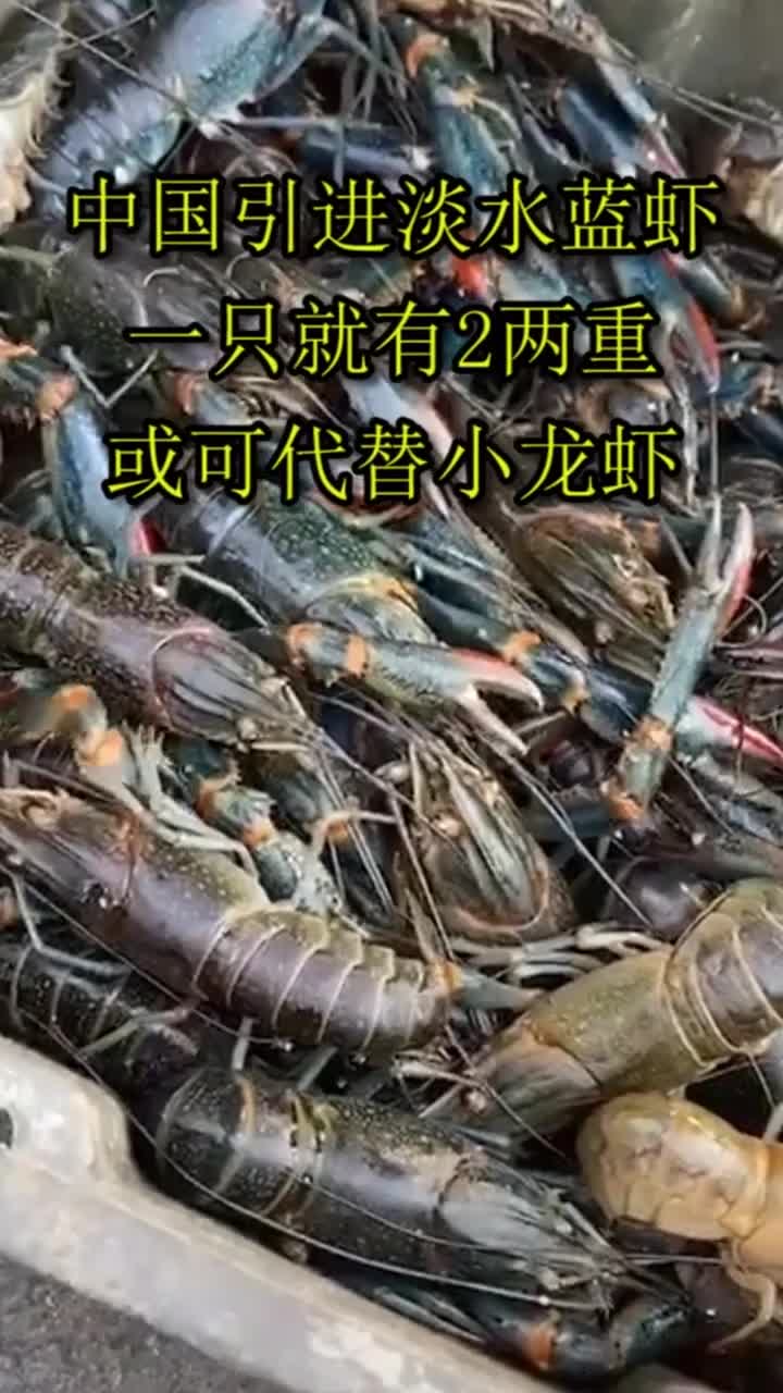中国引进淡水龙虾,一只就有2两重,或可代替小龙虾