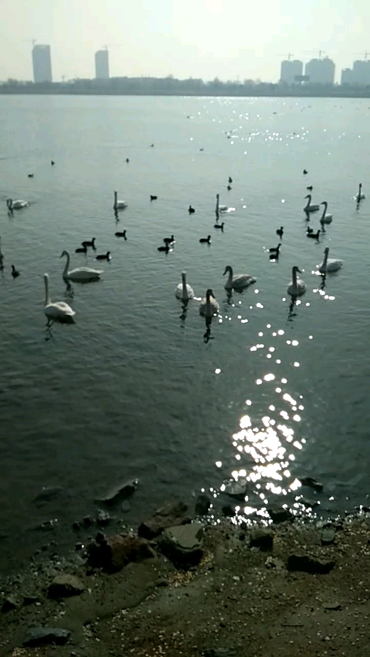 天鹅湖畔看天鹅