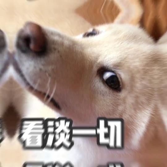 给大家来一点柴犬泡芙的表情包吧我要上热门