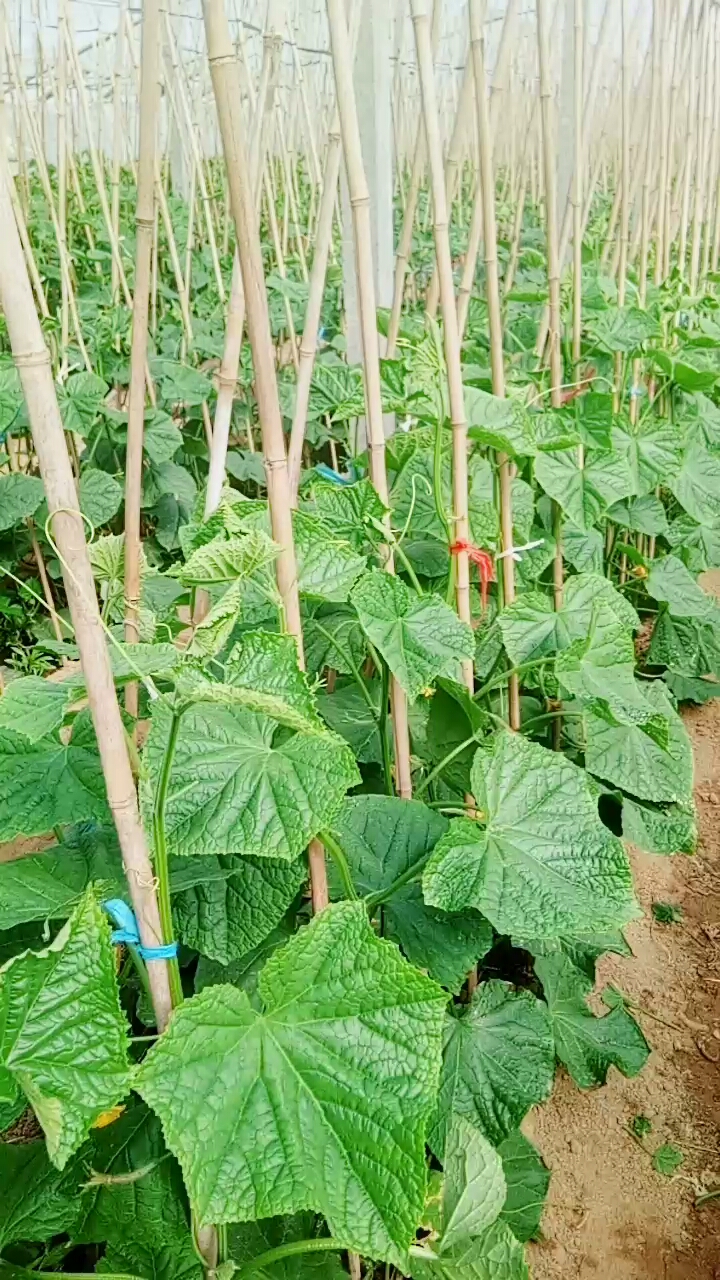 我出去一个月,黄瓜这么高了,有吃黄瓜的吗