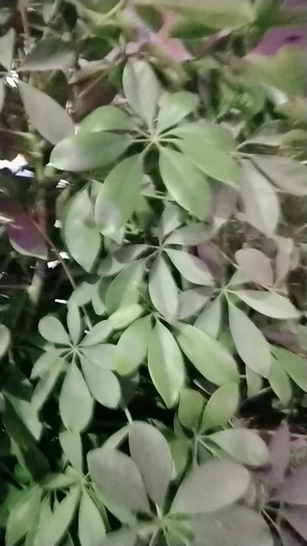 @全民小助手 好看吧