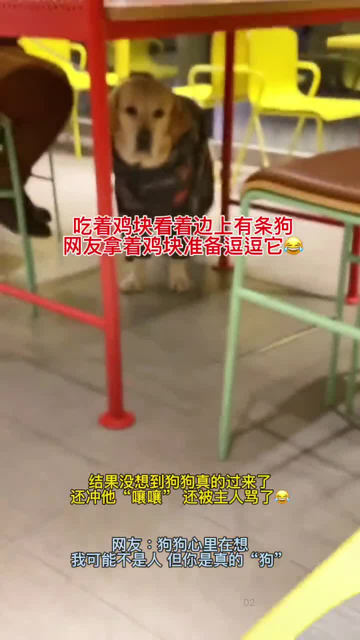 网友晒餐馆吃饭搞笑一幕,拿鸡块逗狗狗,狗子没吃到鸡块还被主人教训