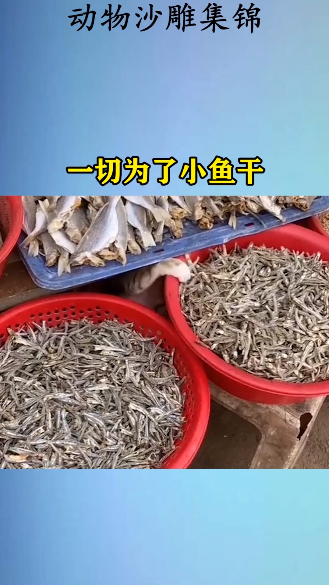 #我要上热门#一切为了小鱼干