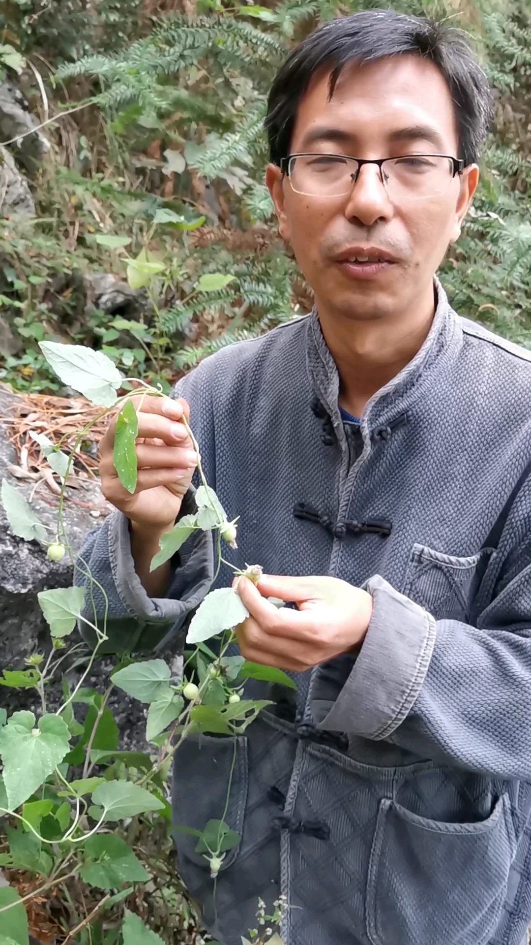 长在南方山上的土人参,它的叶子和果实长这样!学名金钱豹,也叫野党参。