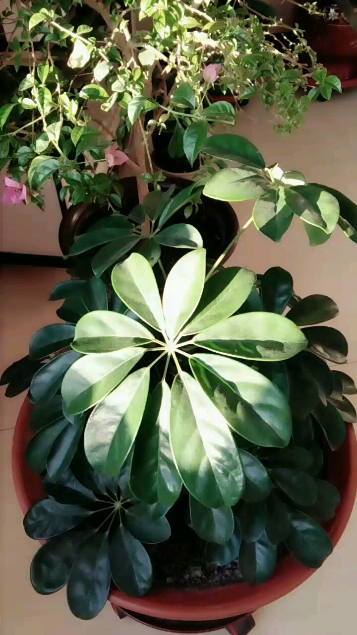 早上好
