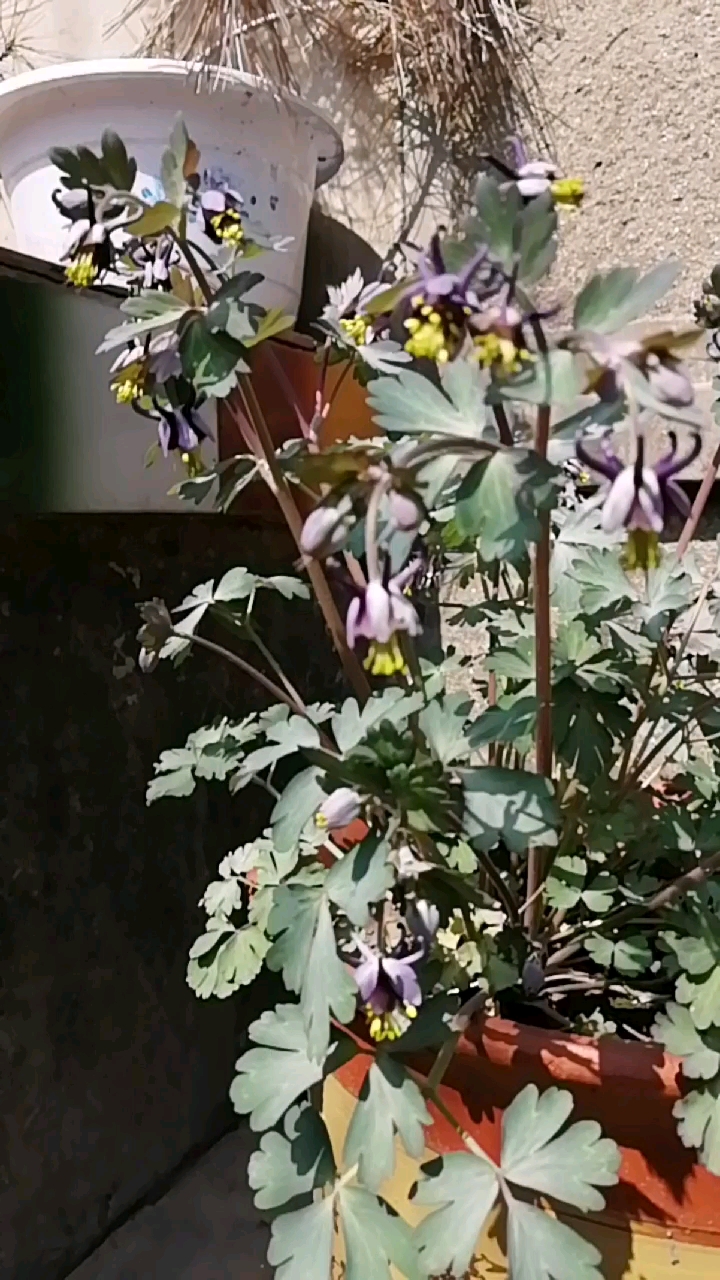 【有奖】谁知道这是什么花
