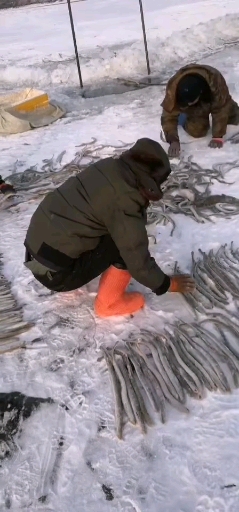 大海回游鱼,只有乌苏里江才有的七星鱼(也叫七鳃鳗鱼),纯野生冷水鱼