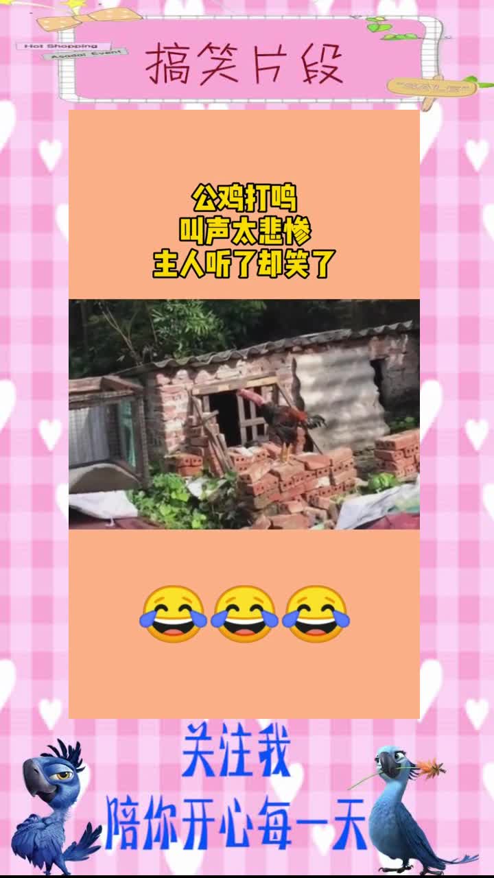 公鸡打鸣,叫声太悲惨,主人听了却笑了,搞笑段子