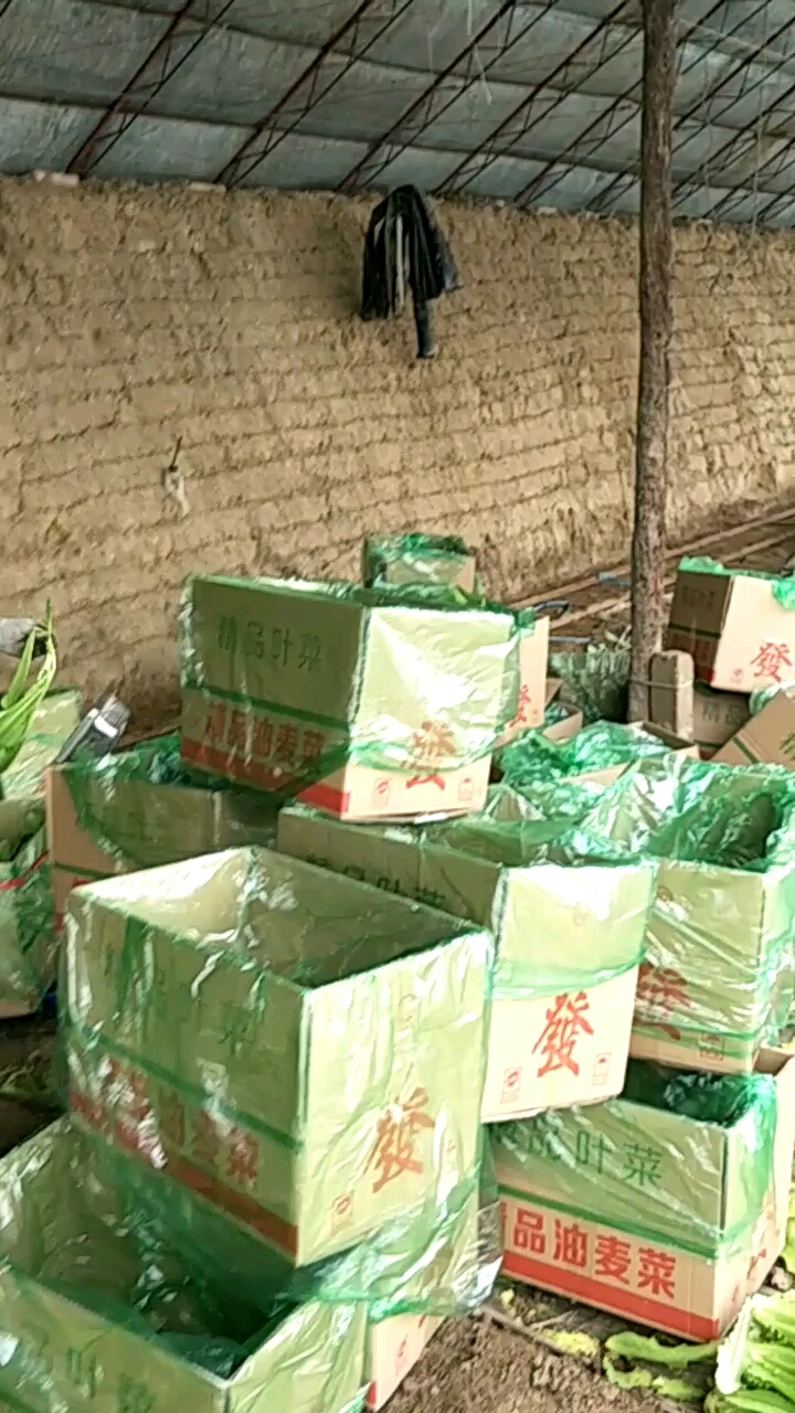 叶菜价格是真高,农民朋友乐没招。