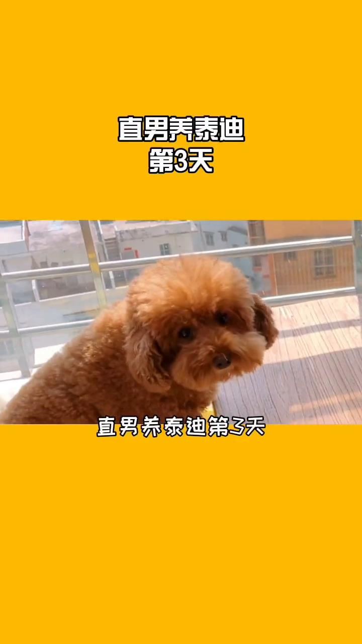 狗子都吃上南瓜盅了 #vlog日常 #狗界美食家