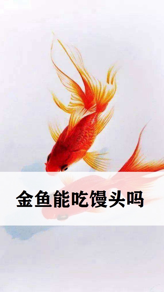 寻求未知的水生鱼类世界,金鱼能吃馒头吗