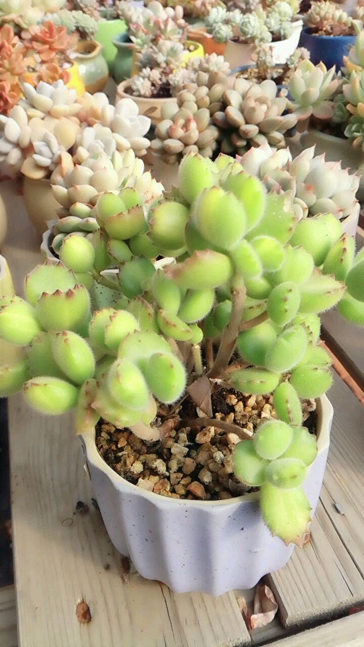 多肉植物!