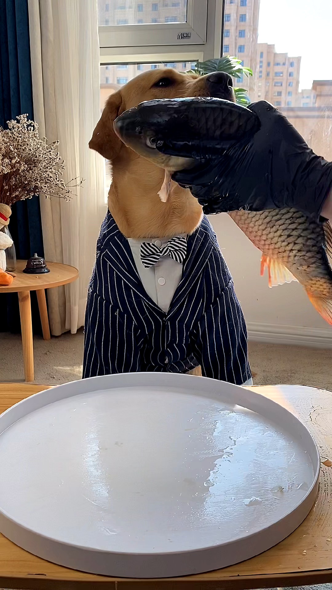 #我家萌宠成精了#鲤鱼太大了分给马克吃一点