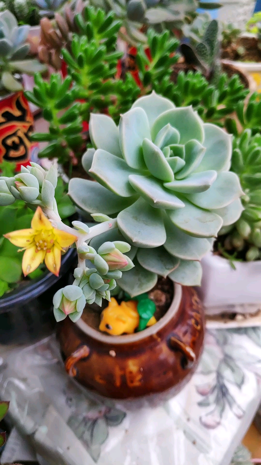 我的花花草草,肉肉开花漂亮。