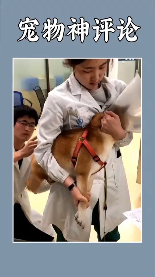 给狗狗打针