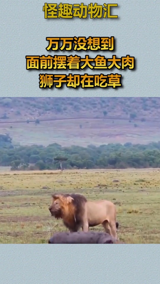 #我要上热门#万万没想到,面前摆着大鱼大肉,狮子却在吃草