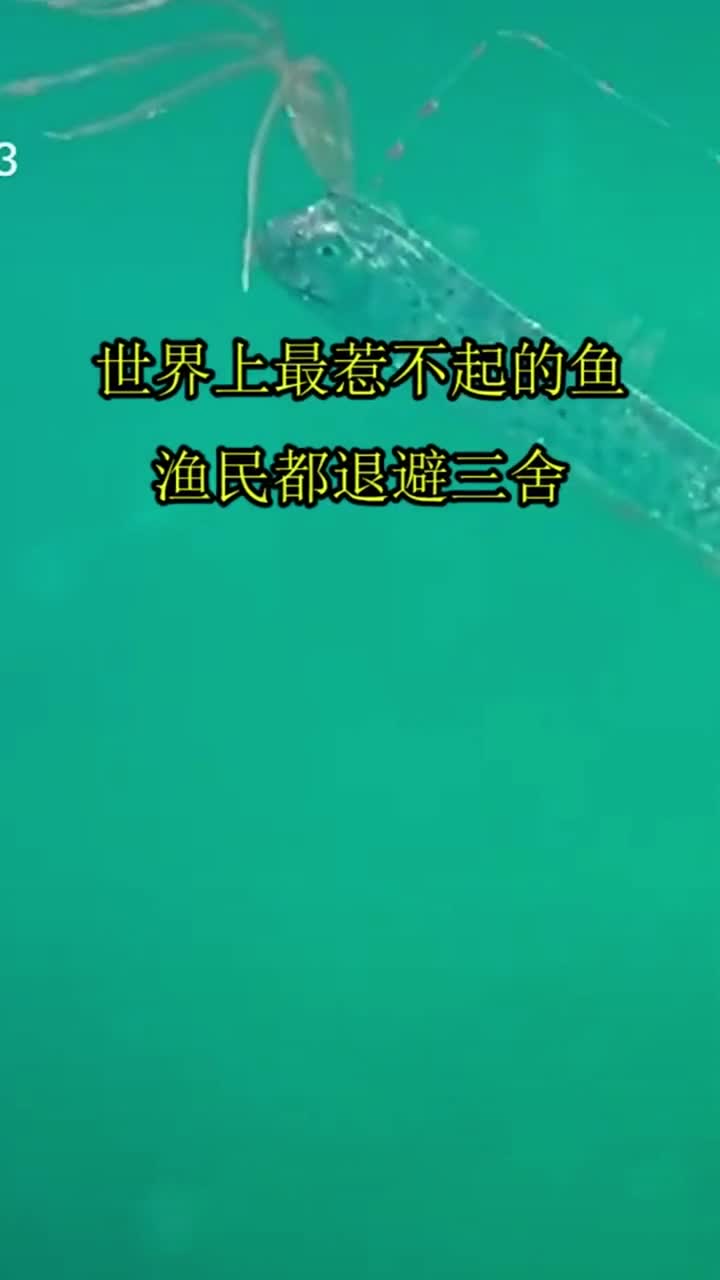 世界上最惹不起的鱼,渔民都退避三舍