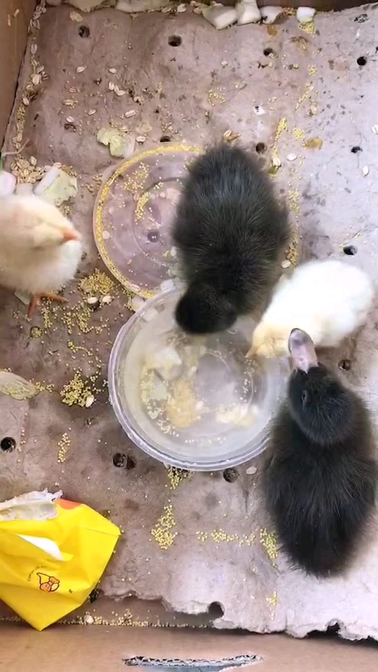 小鸡小鸭的生活