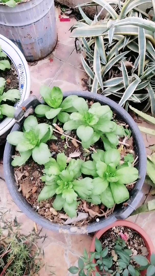 盘子里种的青菜。