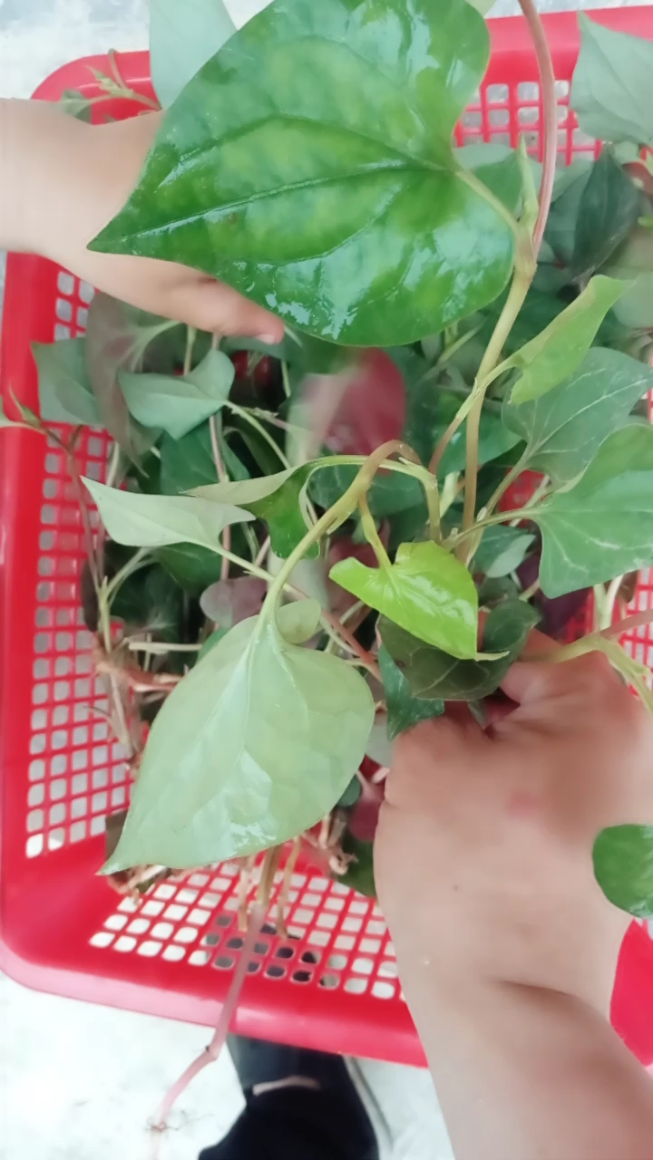 我们这叫鱼腥草,不知道你哪里叫什么