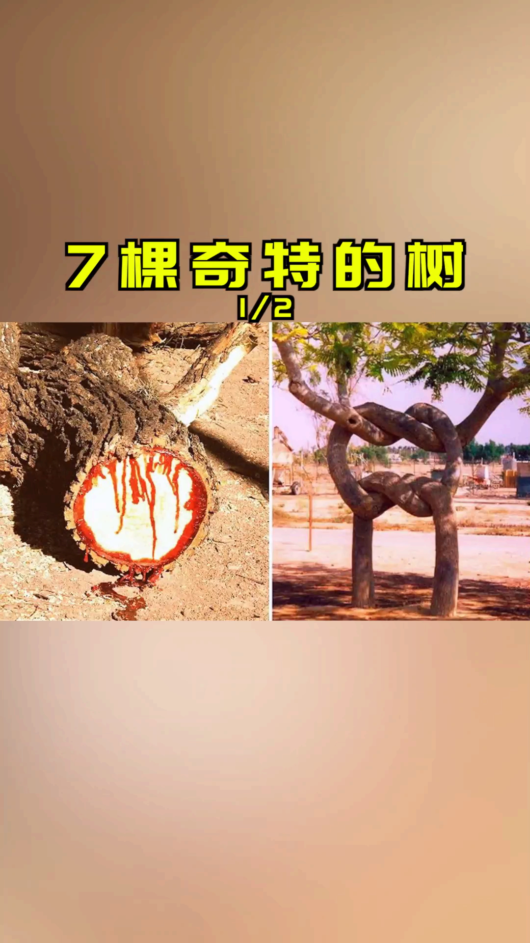 7棵不一样的奇树(1/2)